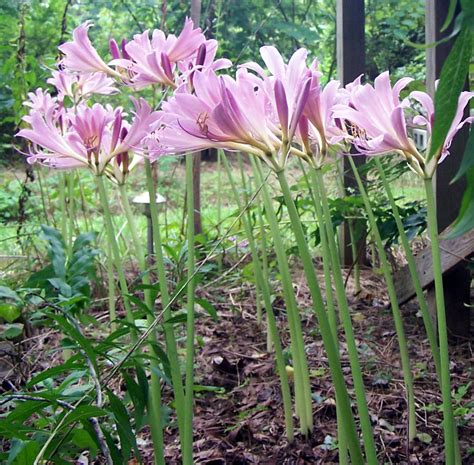 bare naked lady plant|8 Different Types of Naked Lady Flowers To Cheer Up Your Garden